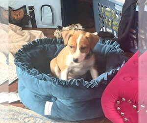 Bogle Dogs for adoption in Mechanicsburg, PA, USA