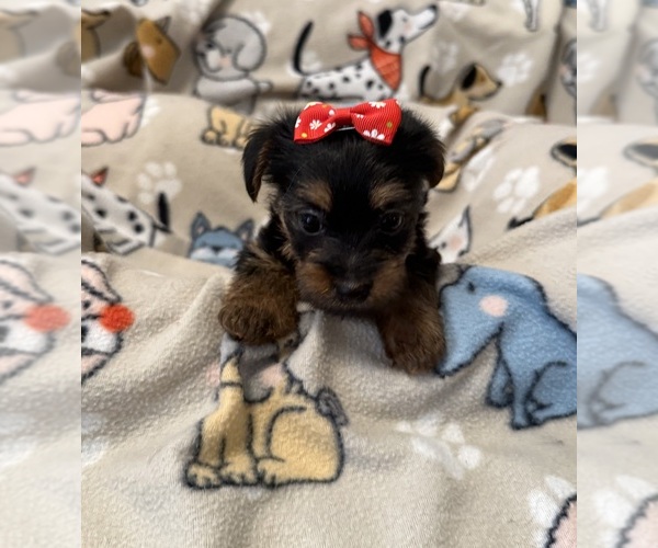 Medium Photo #1 Yorkshire Terrier Puppy For Sale in ORLANDO, FL, USA