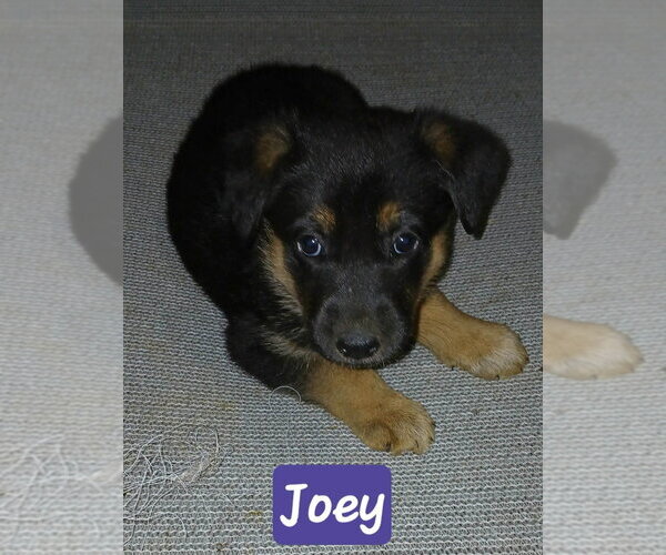 Medium Photo #1 Shepradors Puppy For Sale in Aurora, IN, USA