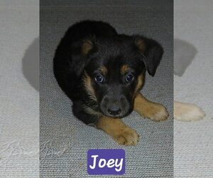 Shepradors Dogs for adoption in Aurora, IN, USA