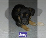 Small Shepradors