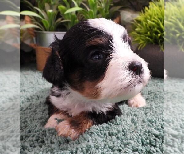 Medium Photo #2 Cavapoo (Miniature) Puppy For Sale in CARLISLE, KY, USA