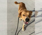 Small #4 Labrador Retriever Mix