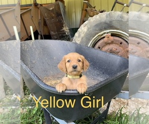 Golden Retriever Puppy for sale in CLAY CITY, IN, USA