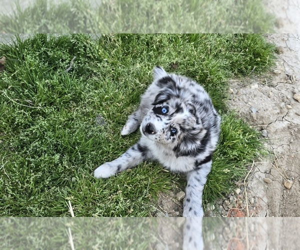 Medium Photo #2 Australian Shepherd Puppy For Sale in MILLERSVILLE, MO, USA