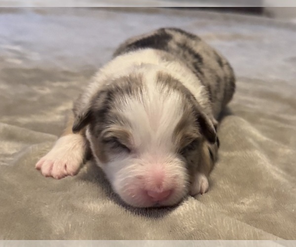 Medium Photo #57 Australian Shepherd Puppy For Sale in SALISBURY, NC, USA