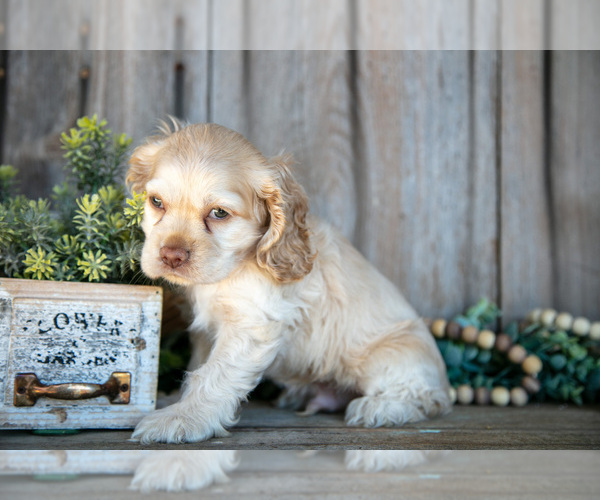 Medium Photo #2 Cocker Spaniel Puppy For Sale in BALTIC, OH, USA