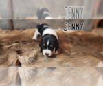 Small Photo #16 Basset Hound Puppy For Sale in BYHALIA, MS, USA