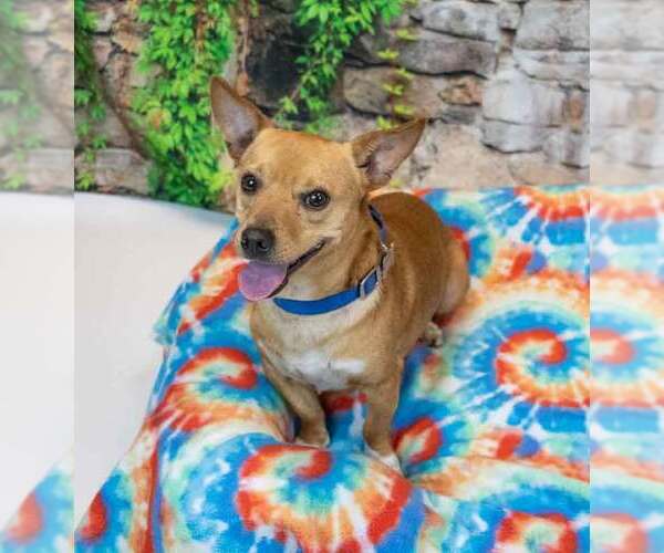Medium Photo #4 Chihuahua-Unknown Mix Puppy For Sale in Kennesaw, GA, USA