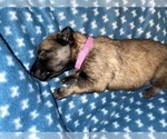 Small Photo #254 Belgian Malinois Puppy For Sale in REESEVILLE, WI, USA