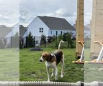 Small Photo #3 Treeing Walker Coonhound Puppy For Sale in Westminster, MD, USA