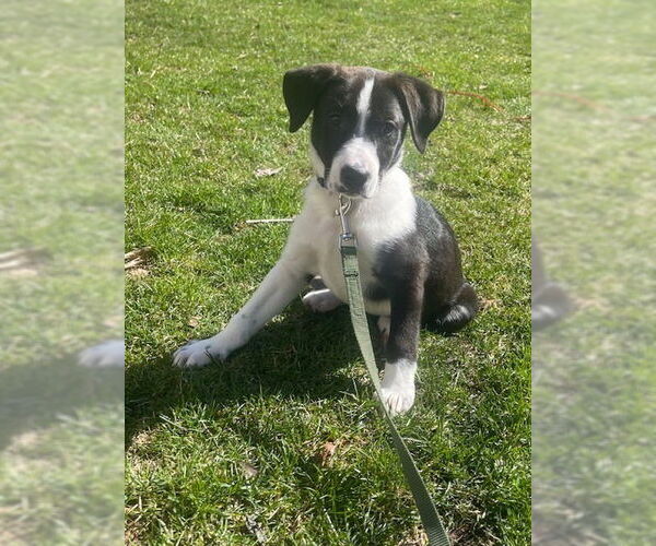 Medium Photo #3 Labrador Retriever-Unknown Mix Puppy For Sale in Brewster, NY, USA