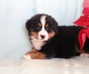 Bernese Mountain Dog Puppy for sale in SHILOH, OH, USA