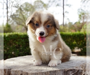 Pembroke Welsh Corgi Puppy for sale in FLORALA, AL, USA