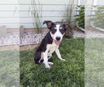 Small #10 Australian Shepherd Mix