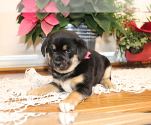Shiba Inu-Siberian Husky Mix Puppy for sale in SHILOH, OH, USA