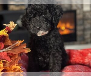 Goldendoodle (Miniature) Puppy for Sale in LAKE PANASOFFKEE, Florida USA