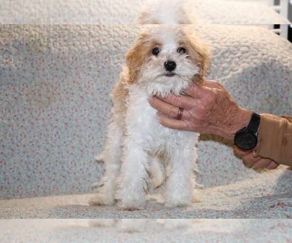 Medium Photo #8 Goldendoodle (Miniature) Puppy For Sale in DYERSBURG, TN, USA