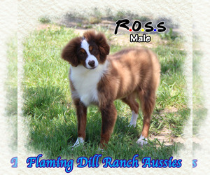 Miniature Australian Shepherd Puppy for sale in FORESTBURG, TX, USA