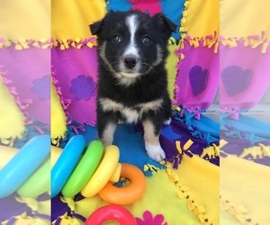 Border-Aussie Puppy for sale in LOMA, CO, USA