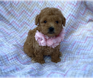 Poodle (Toy) Puppy for sale in CAMPBELLSVILLE, KY, USA