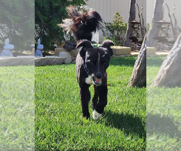 Medium Photo #4 Colonial Cocker Spaniel-Unknown Mix Puppy For Sale in San Bernardino , CA, USA