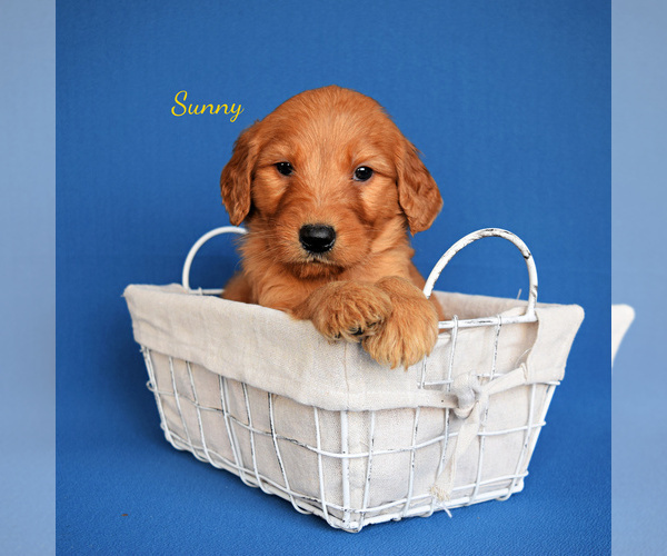 Medium Photo #1 Goldendoodle (Miniature) Puppy For Sale in NEW PARIS, IN, USA
