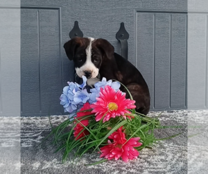 Bernese Mountain Dog-Boxer Mix Puppy for sale in FREDERICKSBURG, OH, USA
