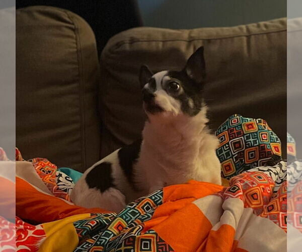 Medium Photo #3 Chihuahua Puppy For Sale in Minneapolis, MN, USA