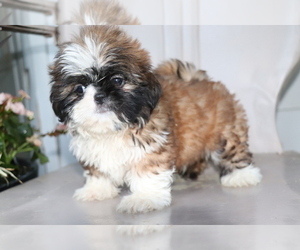 Shih Tzu Puppy for sale in SHILOH, OH, USA