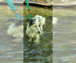 Small #5 Bearded Collie-Old English Sheepdog Mix