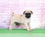 Small Photo #3 Pug Puppy For Sale in BEL AIR, MD, USA