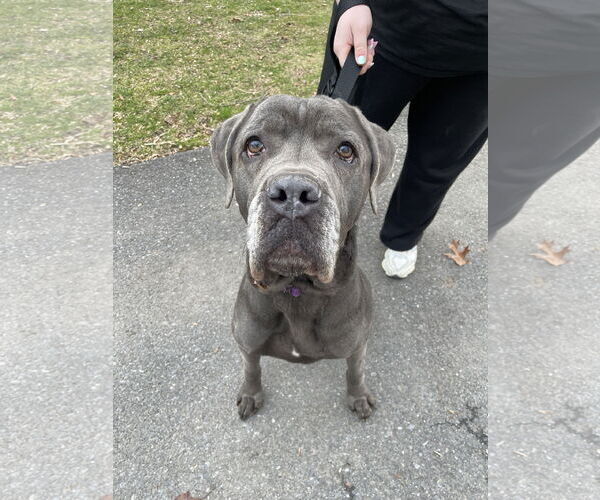 Medium Photo #5 Mastiff-Unknown Mix Puppy For Sale in Derwood, MD, USA