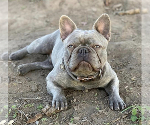 Father of the French Bulldog puppies born on 02/15/2022
