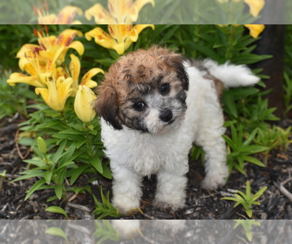 Medium Photo #4 Bichpoo Puppy For Sale in ELDORADO, OH, USA
