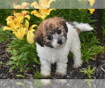 Small #3 Bichpoo