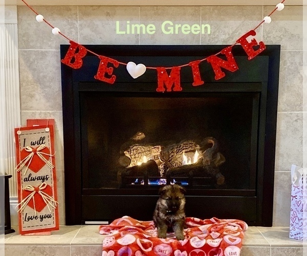 Medium Photo #2 German Shepherd Dog Puppy For Sale in GALLIPOLIS, OH, USA