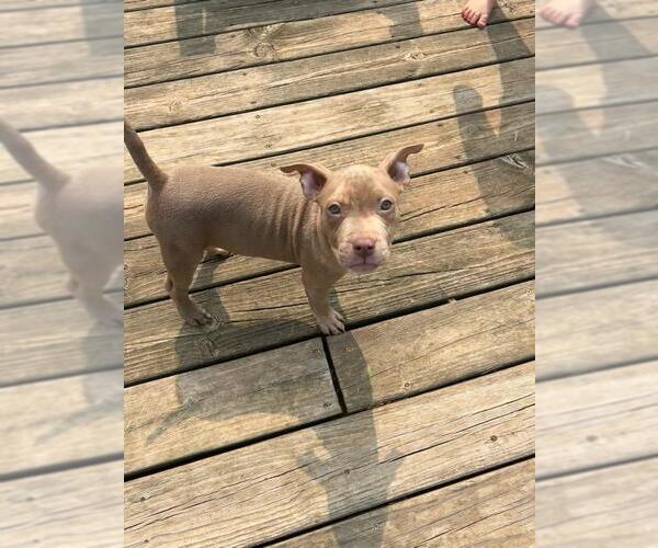 Medium Photo #3 American Pit Bull Terrier Puppy For Sale in Belleville, MI, USA