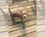 Small #2 American Pit Bull Terrier