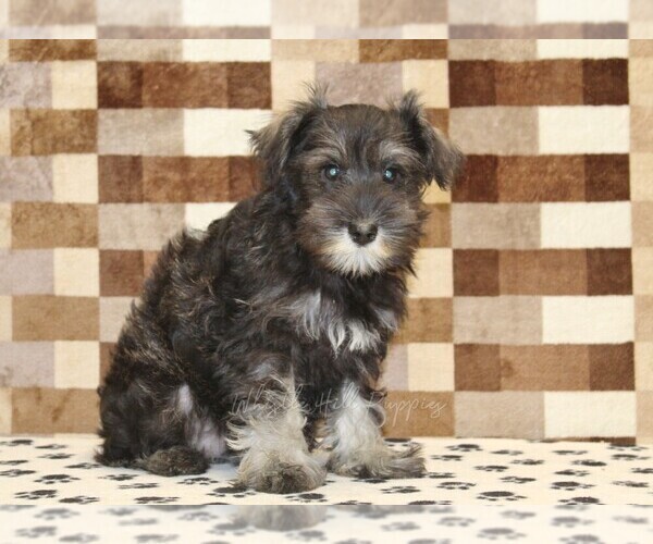 Medium Photo #4 Schnauzer (Miniature) Puppy For Sale in DENVER, PA, USA
