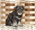 Small #3 Schnauzer (Miniature)