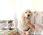 Small Photo #5 English Cream Golden Retriever Puppy For Sale in GALT, CA, USA