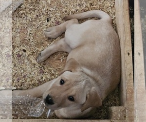 Labrador Retriever Puppy for sale in HAMMOND, NY, USA
