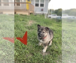 Alaskan Malamute-Belgian Malinois Mix Puppy for sale in KANSAS CITY, MO, USA
