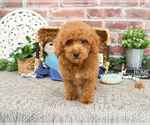 Small #6 Poodle (Miniature)