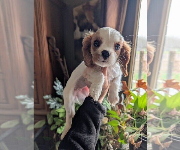 Medium Photo #1 Cavalier King Charles Spaniel Puppy For Sale in CENTURIA, WI, USA