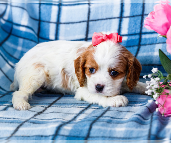 Medium Photo #9 Cockalier Puppy For Sale in WAKARUSA, IN, USA