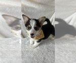 Small #3 Pembroke Welsh Corgi