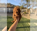 Puppy Puppy 8 Goldendoodle (Miniature)