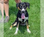 Small Photo #6 Coonhound-Huskies  Mix Puppy For Sale in Huntley, IL, USA